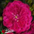 roza-okrywowa-purple-rain-fioletowa-pelna.jpg
