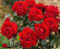 roza-rabatowa-czerwona-jugendliebe-krzewy-sadzonki-rozeogrodowe.jpg