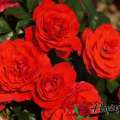 roza-rabatowa-cherry-girl-kwiaty-czerwone.jpg