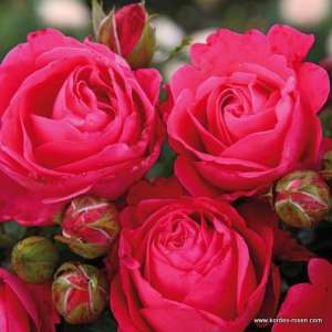 Róża wielkokwiatowa CHERRY LADY® - doniczka 2 l.