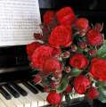 roza-czerwona-piano-wielkokwiatowa-sadzonki-sprzedaz-szkolka-rozeogrodowe.jpg