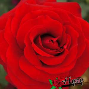 Róża wielkokwiatowa DUFTZAUBER 84® - doniczka 2 l.