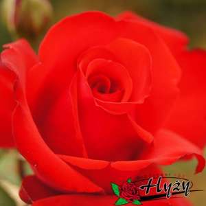 Róża wielkokwiatowa GRANDE AMORE® - doniczka 2 l.