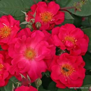 Róża parkowa BURGHAUSEN® - doniczka 2 l.