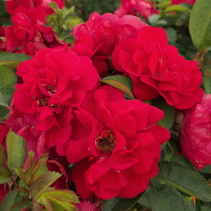 Róża parkowa HANSALAND® - doniczka 2 l.