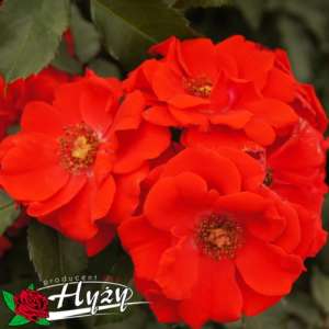 Róża parkowa BRILLANT KORSAR® - doniczka 2 l.