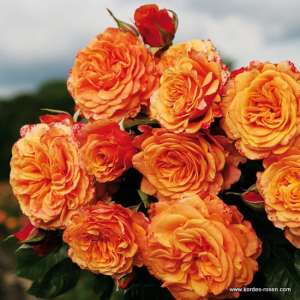 Róża parkowa LA VILLA COTTA® - doniczka 2 l.