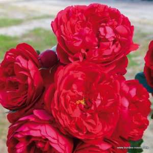 Róża pnąca FLORENTINA® - doniczka 2 l.