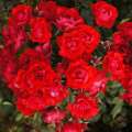 roza-rabatowa-black-forest-rose-czerowan-kwiaty-krzewy-szkolka-hyzy.jpg
