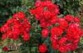 roza-rabatowa-black-forest-rose-szkolka-rozeogrodowe.jpg
