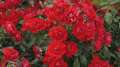 roza-rabatowa-black-forest-rose-sadzonki-wysylka-szkolka-hyzy.jpg