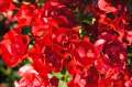 roza-rabatowa-black-forest-rose-kwiaty-kwitnace-doniczka.jpg