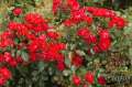 roza-black-forest-rose-czerwona-odporna-zywotna-mocna.jpg