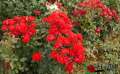 roza-rabatowa-okrywowa-black-forest-rose-wysylka-krzewy-szkolka-grzegorz-hyzy.jpg