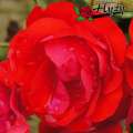 rtoza-black-forest-rose-czerowna-rabatowa-odporna-adr-kwiat.jpg