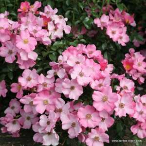 Róża rabatowa FORTUNA® - Doniczka 2 l.