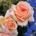 roza-rozowa-rabatowa-gardenofroses-krzewy-rozeogrodowe.jpg