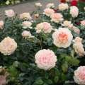 roza-rozowa-rabatowa-garden-of-roses-adr-odporna-szkolka-grzegorz-hyzy.jpg