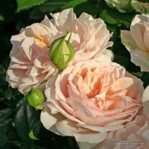 Róża rabatowa GARDEN OF ROSES® - Doniczka 2 l.