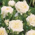 roza-honeymilk-miniatura-biala-rozeogrodowe.jpg