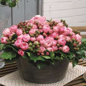 Róża rabatowa PLAYFUL ROKOKO® - Doniczka 2 l.