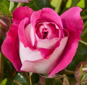 Róża wielkokwiatowa MAXIM® - doniczka 2 l.