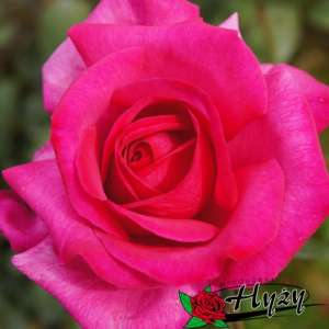 Róża wielkokwiatowa PAROLE® - doniczka 2 l.