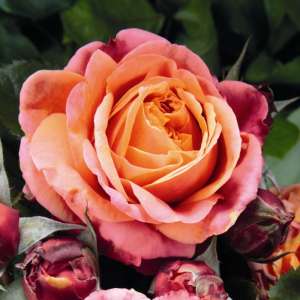 Róża wielkokwiatowa MARY ANN® - doniczka 2 l.