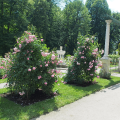 roza-rozowa-parkowa-lavender-lassie-kwiaty-sprzedaz-sadzonek-rozeogrodowe.jpg