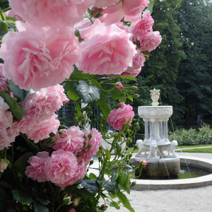 Róża parkowa LAVENDER LASSIE - doniczka 2 l.