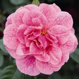 Róża pnąca CAMELOT® - doniczka 2 l.