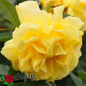 Róża pnąca GOLDEN GATE® - doniczka 2 l. 