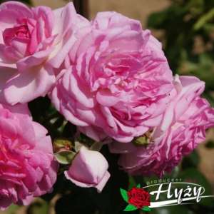 Róża pnąca JASMINA® - doniczka 2 l.