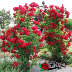 Róża pnąca AMADEUS® - doniczka 2 l.