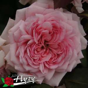 Róża parkowa ALEXANDRA-PRINCESSE DE LUXEMBURG® - doniczka 2 l.