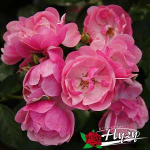 Róża parkowa ANGELA® - doniczka 2 l.