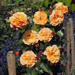 Róża parkowa ARABIA® - doniczka 2 l.