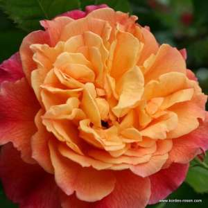 Róża pnąca ALOHA® - doniczka 2 l.