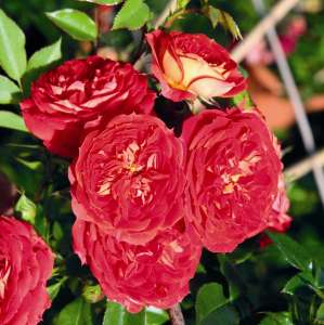 Róża pnąca CARMEN® - doniczka 2 l.