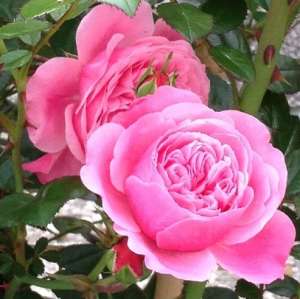 Róża pnąca EVA® - doniczka 2 l.