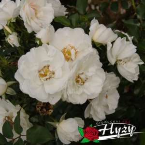 Róża pnąca HELLA® - doniczka 2 l.