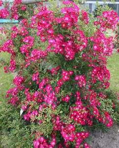 Róża pnąca LIBERTAS® - doniczka 2 l.