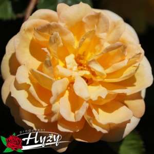 Róża pnąca MAIGOLD - doniczka 2 l.