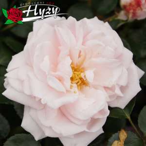 Róża pnąca NEW DAWN - doniczka 2 l.