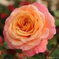roza-morelowa-pnaca-peach-melba-kwiaty.jpg