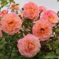 roza-morelowa-pnaca-peach-melba-nasadzenia-kwiaty-rabaty-doniczka.jpg