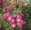 drobniutkie kwiaty róży PERENNIAL BLUE, róże ogrodowe