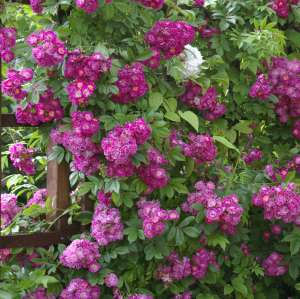 Róża pnąca PERENNIAL BLUE® - doniczka 2 l.