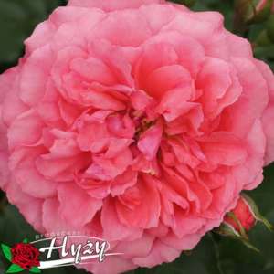 Róża pnąca ROSARIUM UETERSEN® - doniczka 2 l.