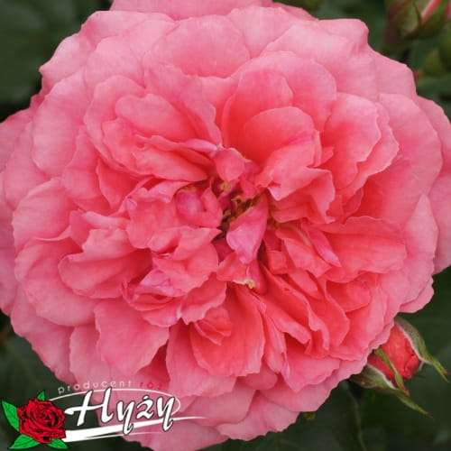 róża pnąca różowa Rosarium Uetersen